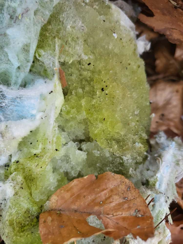 Giftköder-Giftköderverdacht-Profilbild