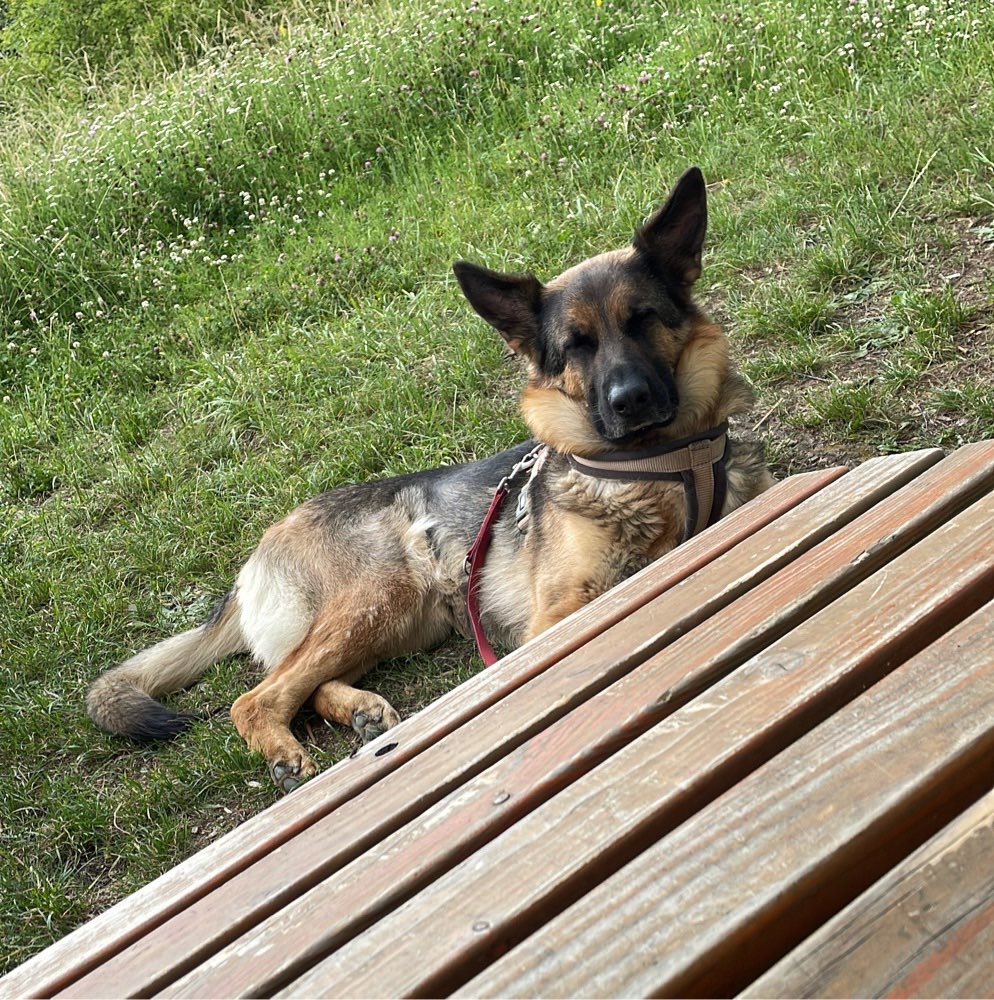 Hundetreffen-Gassi und angeleitetes Spiel-Profilbild