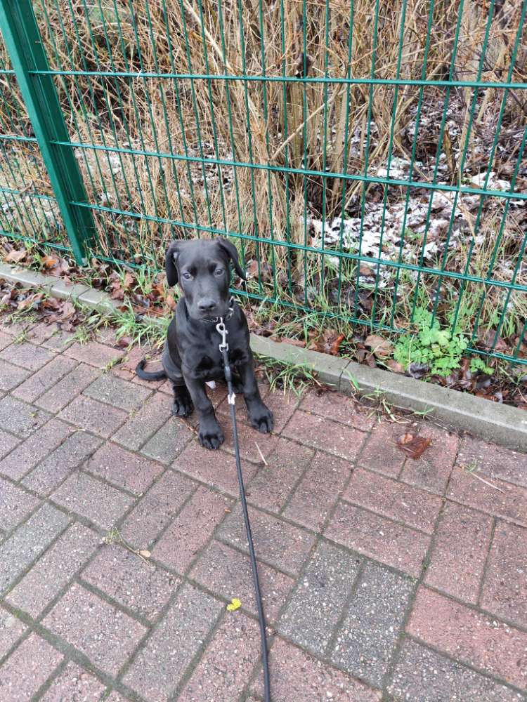 Hundetreffen-Suche Freunde für meinen kleinen chicko-Profilbild