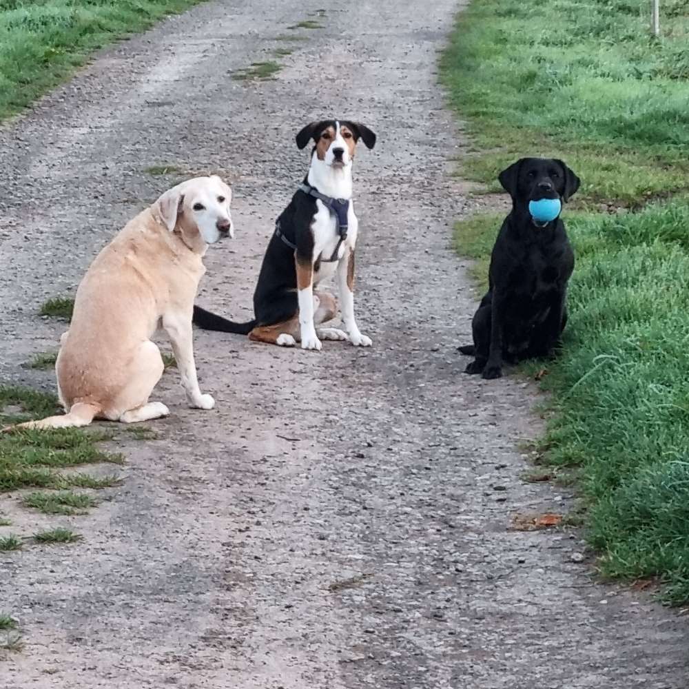 Hundetreffen-Hundespielgefährte gesucht-Profilbild