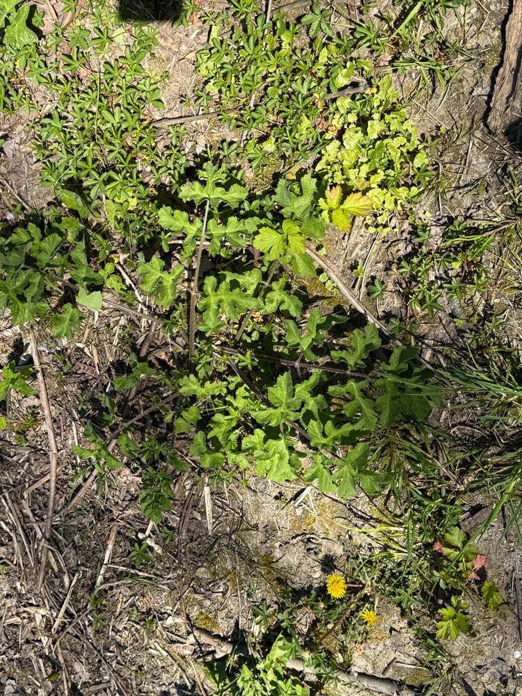 Giftköder-Giftpflanze Bärenklau breitet sich aus!-Profilbild