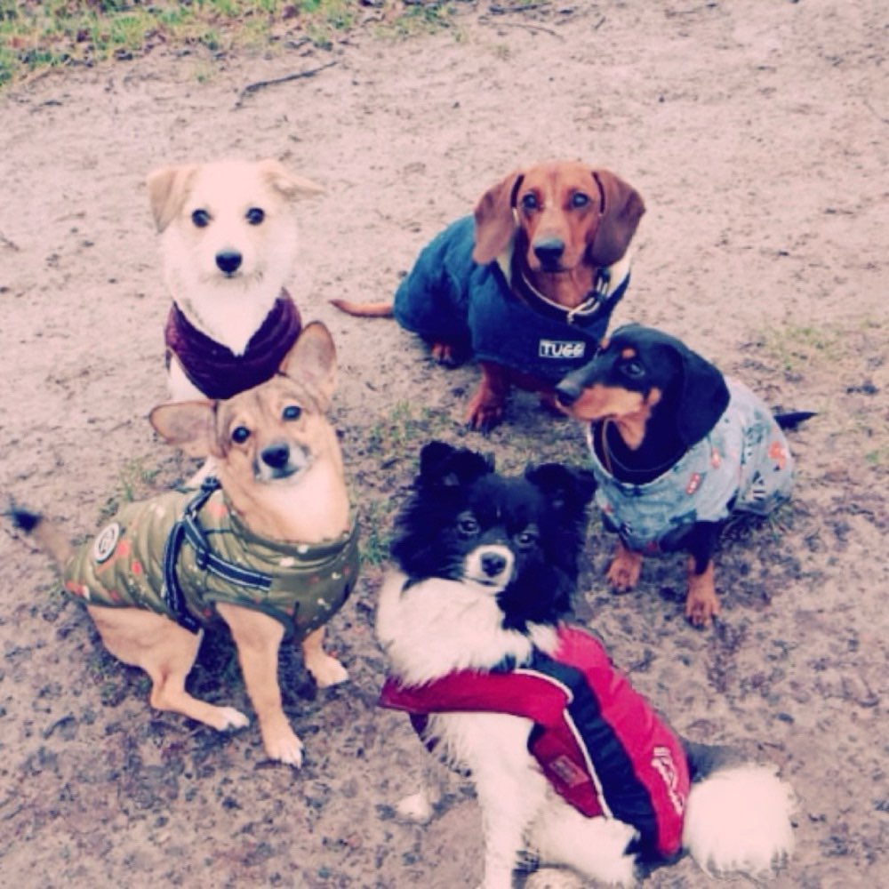 Hundetreffen-Kleinhunde Treffen in Edewecht, Oldenburg und Umgebung-Profilbild