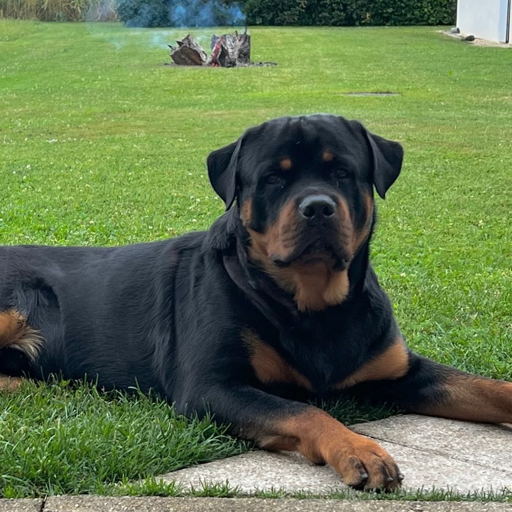 Hundetreffen-Gemeinsame Trainingstreffen-Profilbild