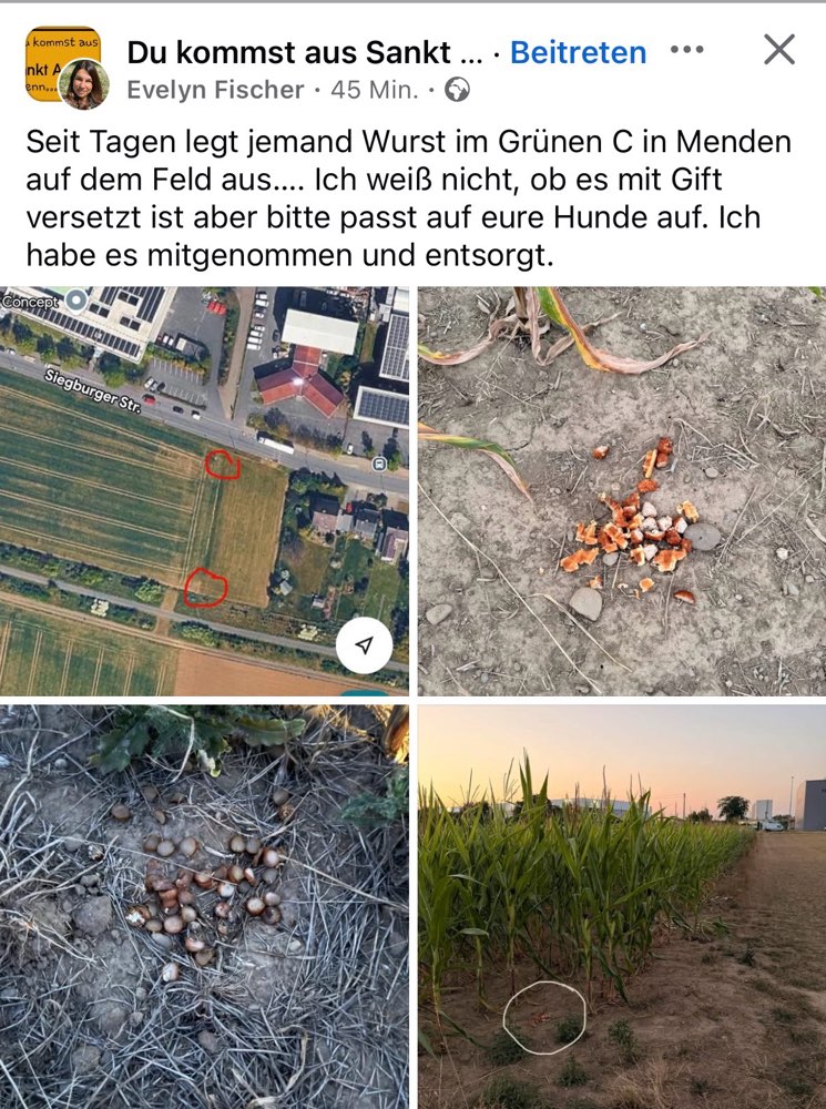 Giftköder-Eventuell Giftköder im Grünen C-Profilbild