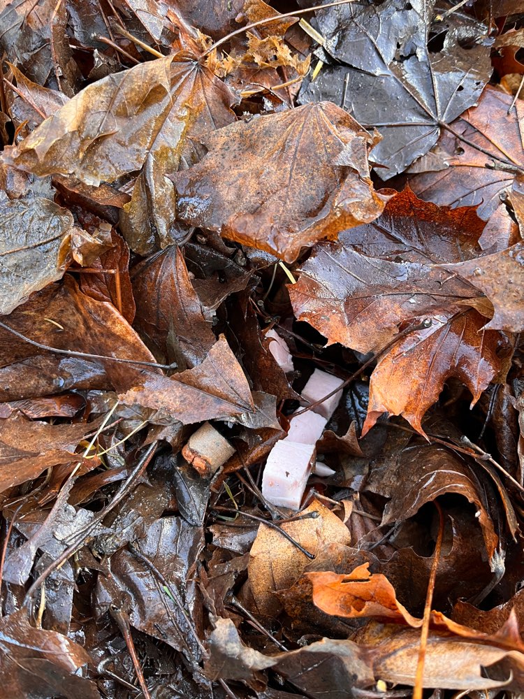 Giftköder-Fleischwurst unter dem Laub versteckt!!-Profilbild