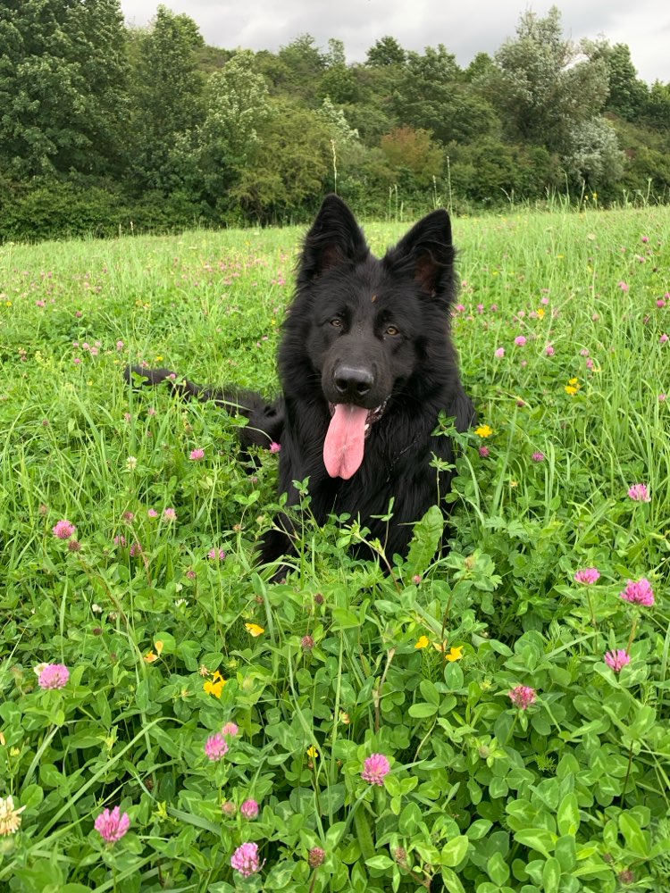 Hundetreffen-Junghunde-Profilbild