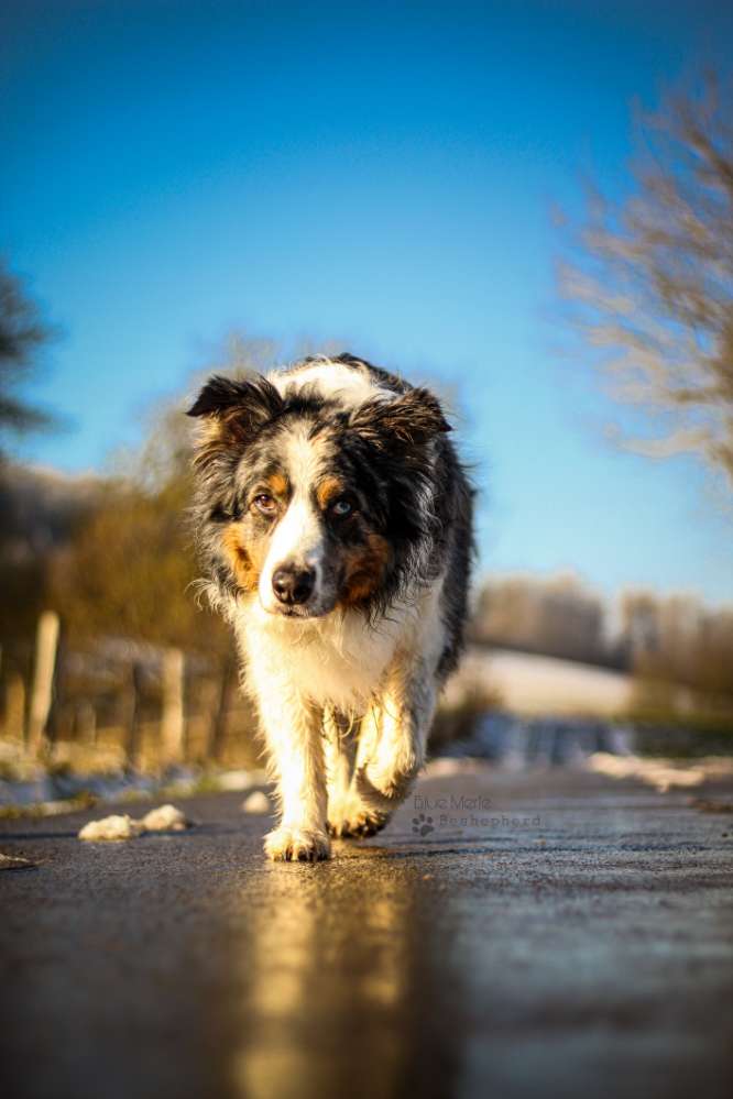 Hundetreffen-Gassi-Treffen mal anders-Profilbild
