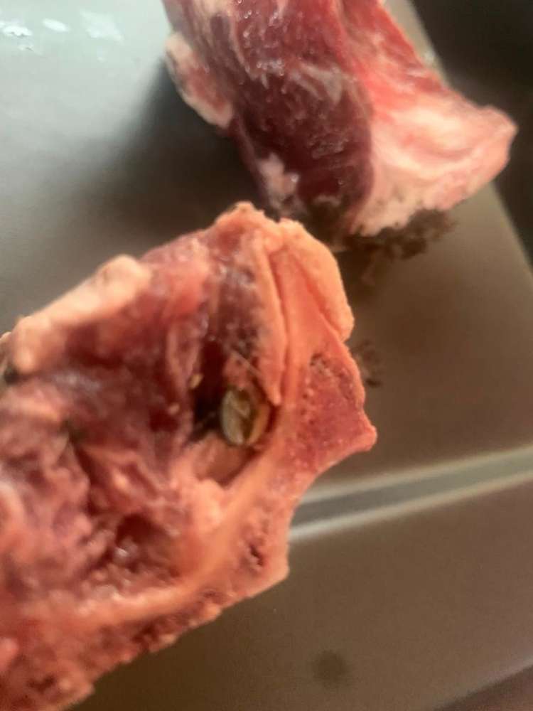 Giftköder-Fleischstücke mit Nägeln-Profilbild