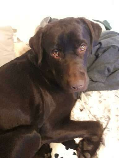 Hundetreffen-Labrador treffen in kleve-Profilbild