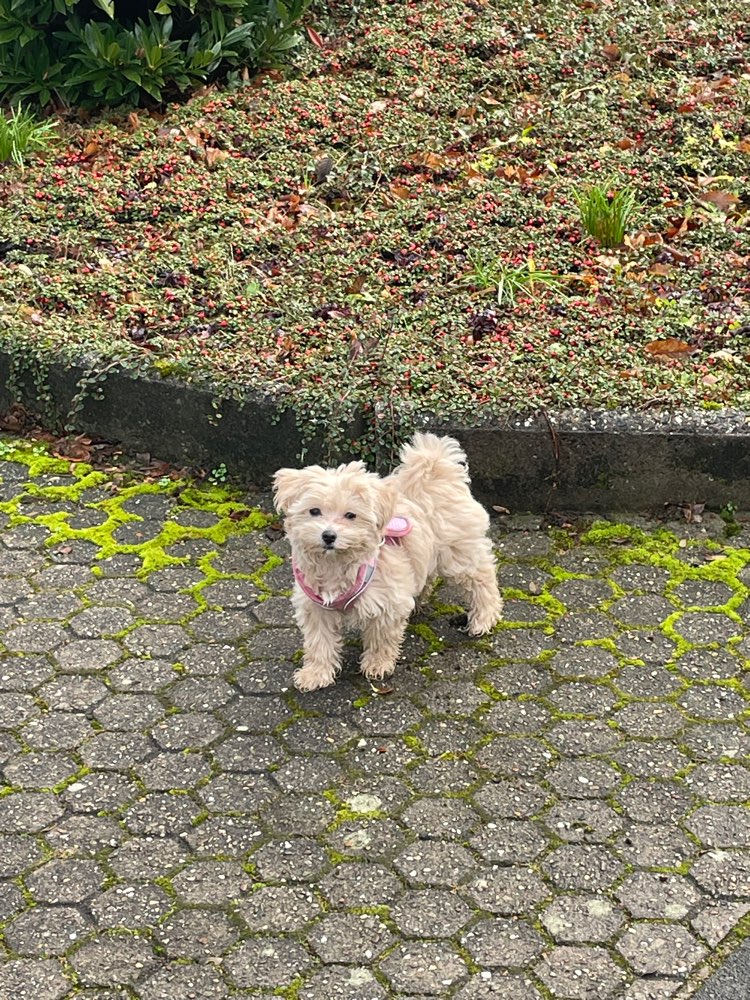 Hundetreffen-Maltipoo-Welpe sucht kleinen Spielbuddy☺️-Profilbild