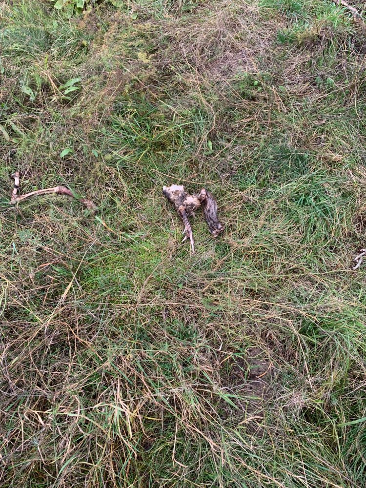 Giftköder-Reh Kadaver-Profilbild