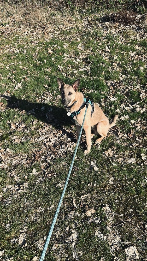 Hundetreffen-Gassidates/Spielrunde/Gemeinsames Trainierem-Profilbild