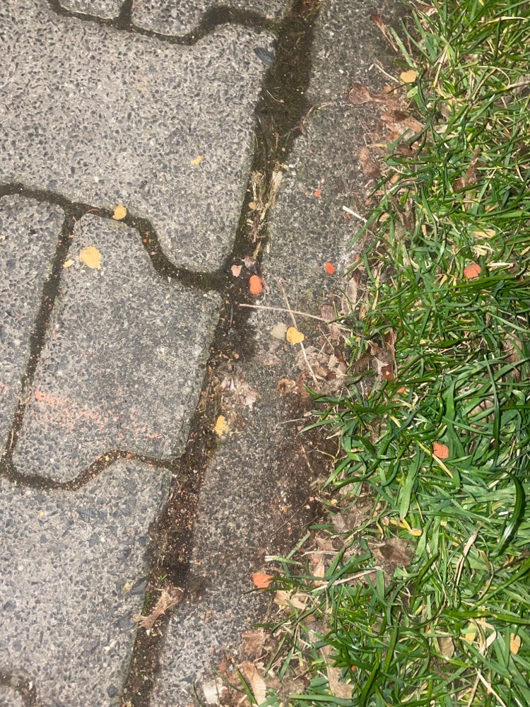 Giftköder-Hundefutter/Giftköder?-Profilbild