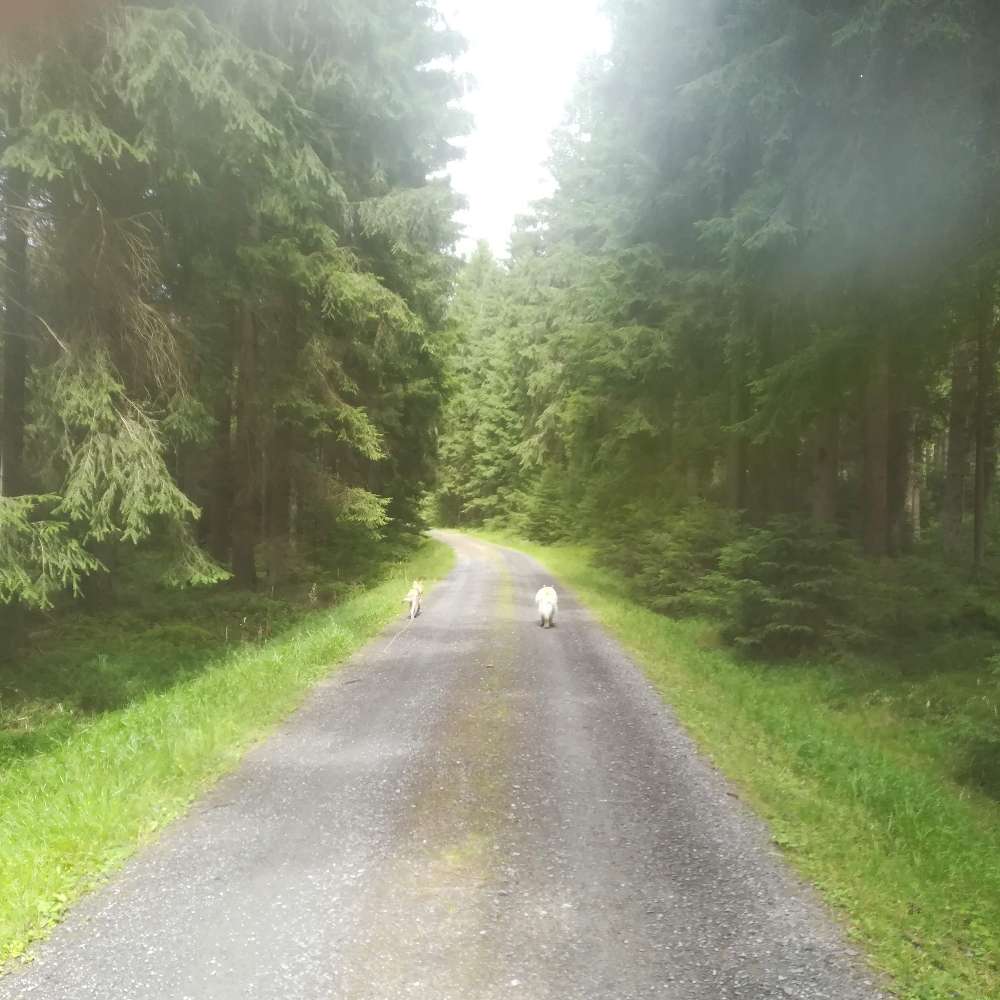 Hundetreffen-Gemeinsames Gassigehen-Profilbild