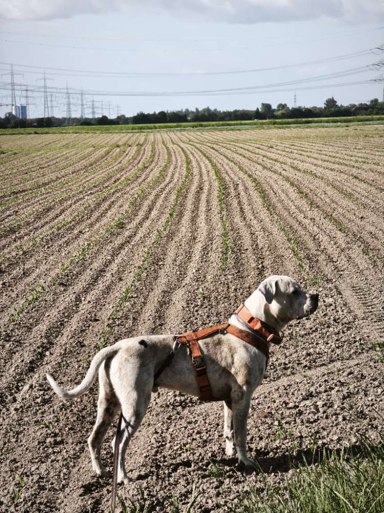Hundetreffen-Spielkameraden gesucht-Profilbild