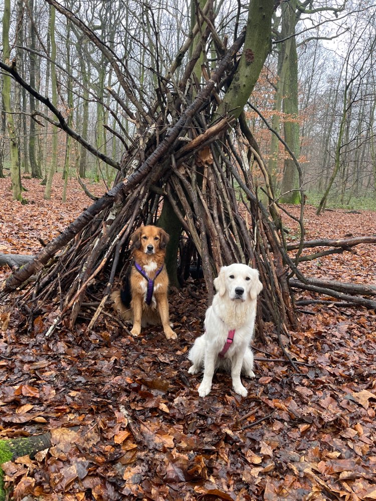 Giftköder-Toter Fuchs-Profilbild
