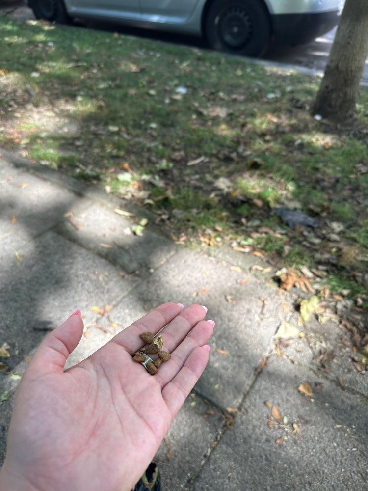 Giftköder-Auch hier verstreutes Trockenfutter-Profilbild