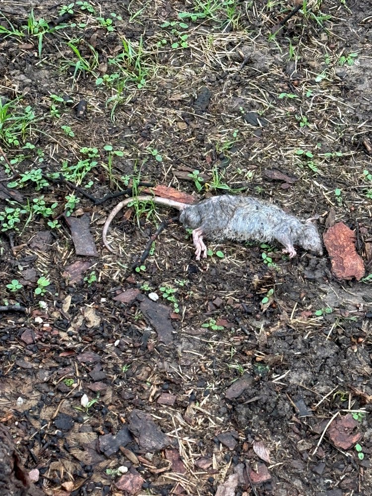 Giftköder-Tote Ratte-Profilbild