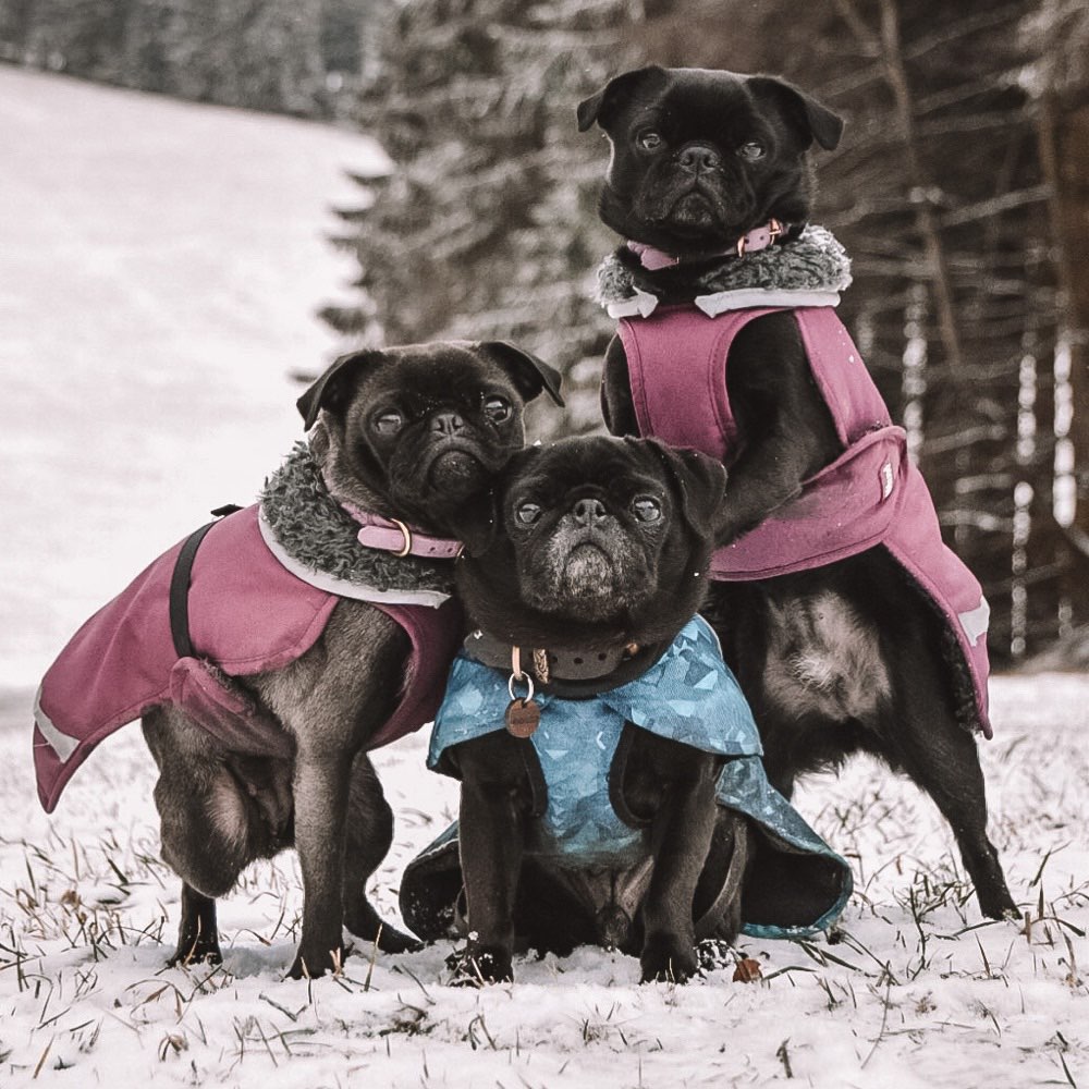 Hundetreffen-Entspannte Runde-Profilbild