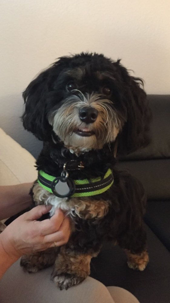 Hundetreffen-Havaneser-Treffen-Profilbild