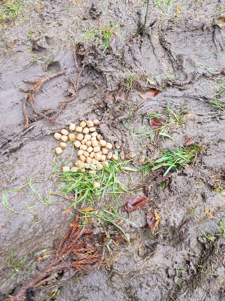 Giftköder-Trockenfutter?-Profilbild