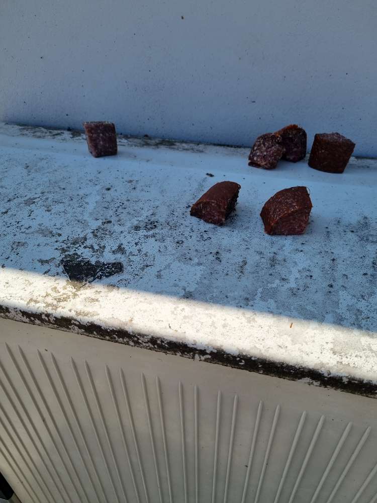 Giftköder-Mettwurst als Giftköder-Profilbild