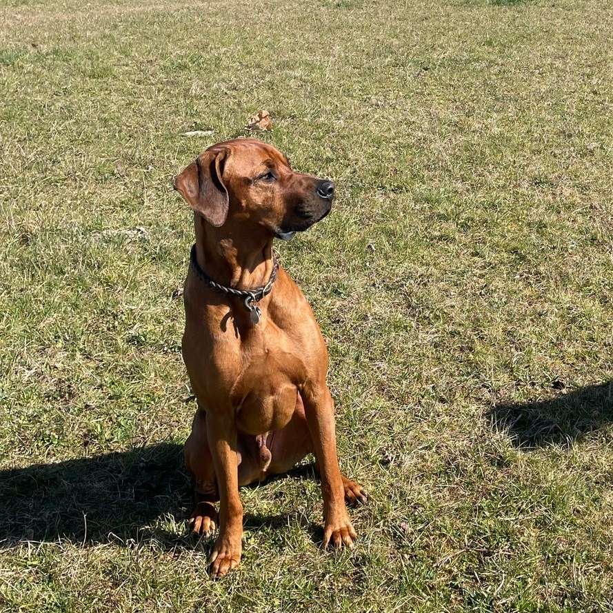 Hundetreffen-Spiel, Trainier und Gassifreunde in Lich und Umgebung-Profilbild