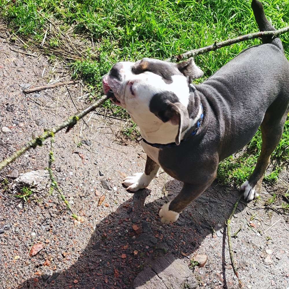 Hundetreffen-Suchen Spielkameraden 🙂-Profilbild