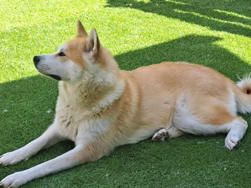 Hundetreffen-Social walk-Profilbild