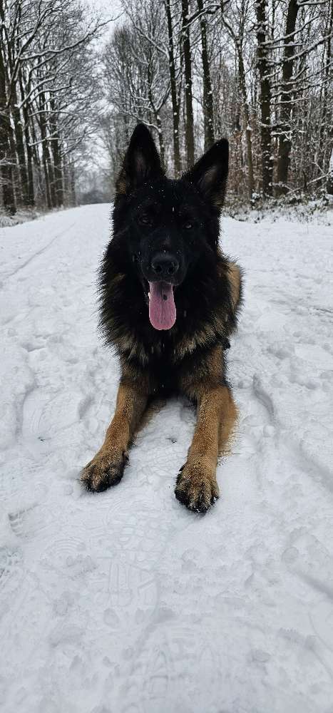 Hundetreffen-Gemeinsame Gassirunden-Profilbild