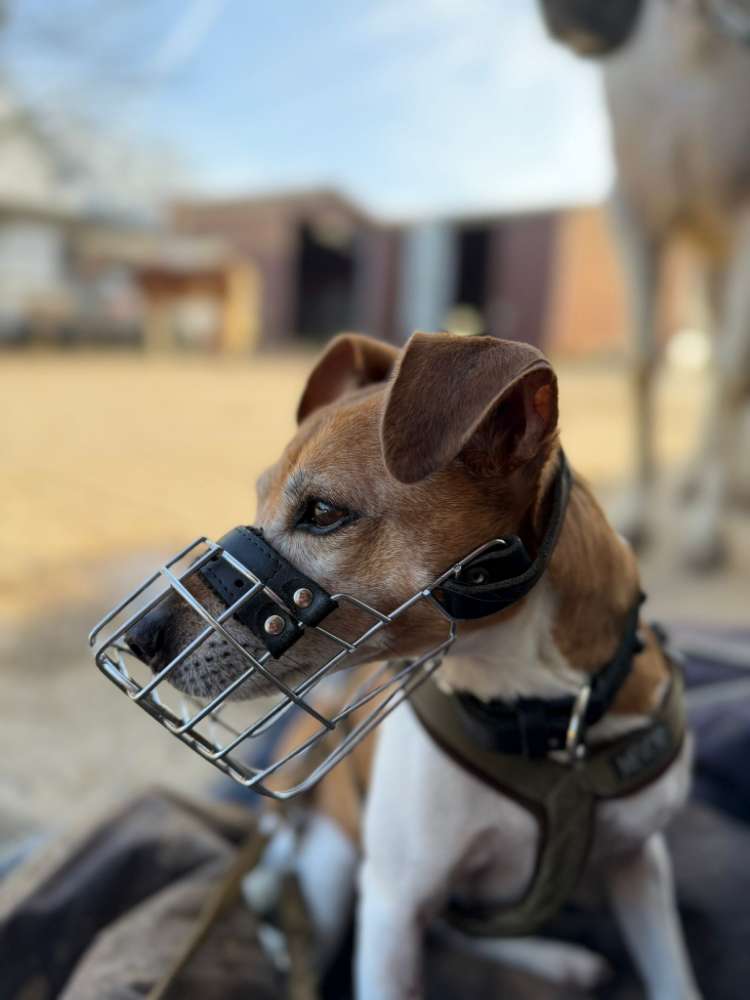 Hundetreffen-Gemeinsame Spaziergänge-Profilbild