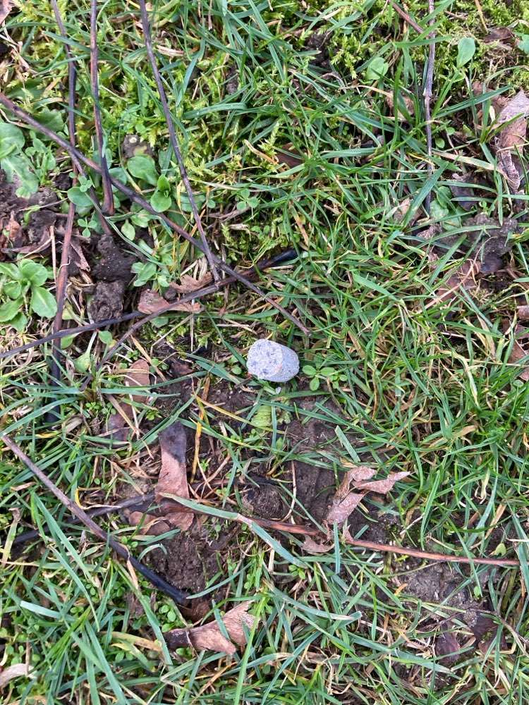 Giftköder-Möglicher Giftköder-Profilbild