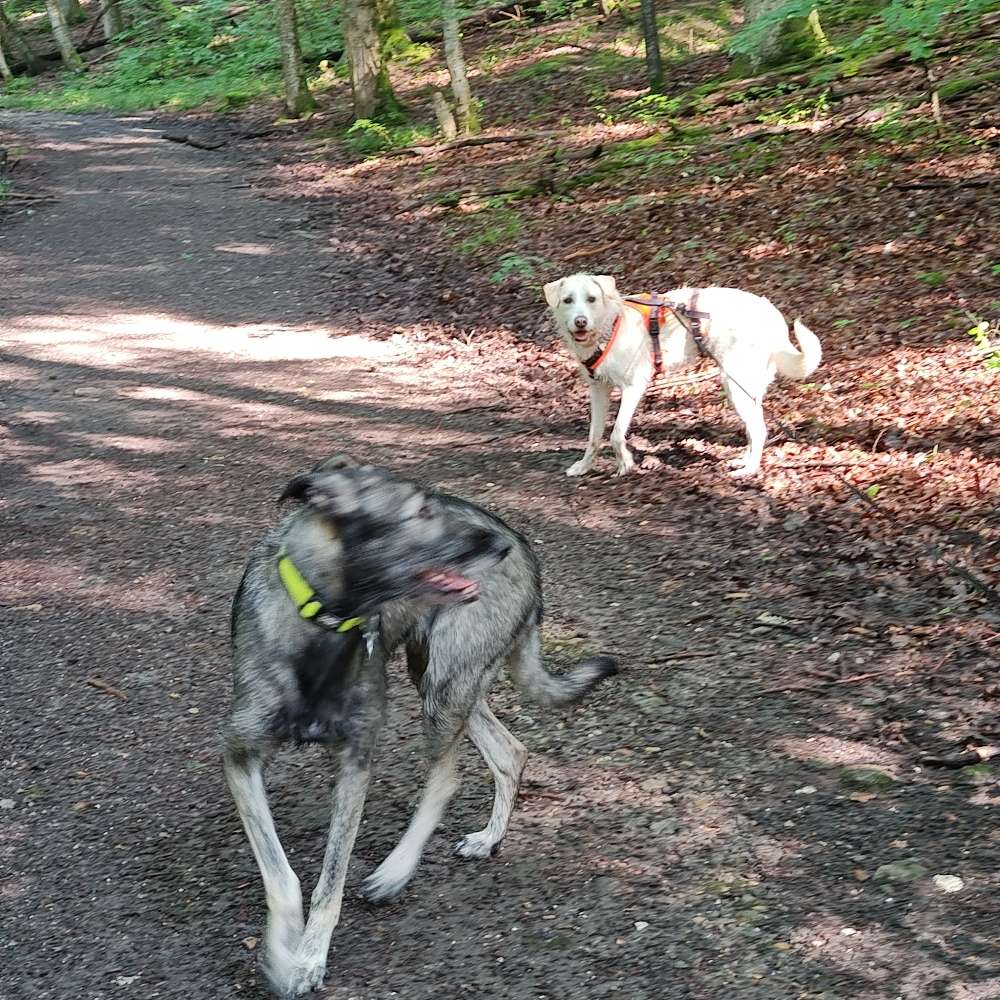 Hundetreffen-Gassi gehen mit großen bzw. robusten Hunden-Profilbild