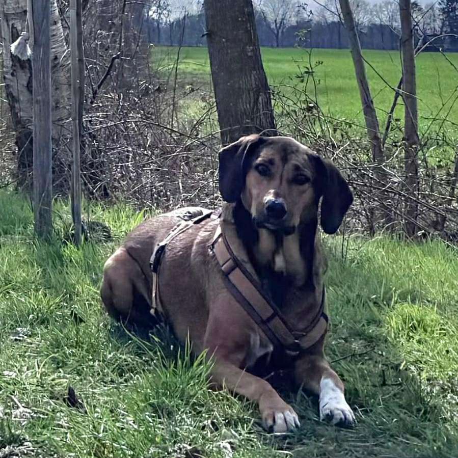 Hundetreffen-Gemeinsamer Spaziergang-Profilbild