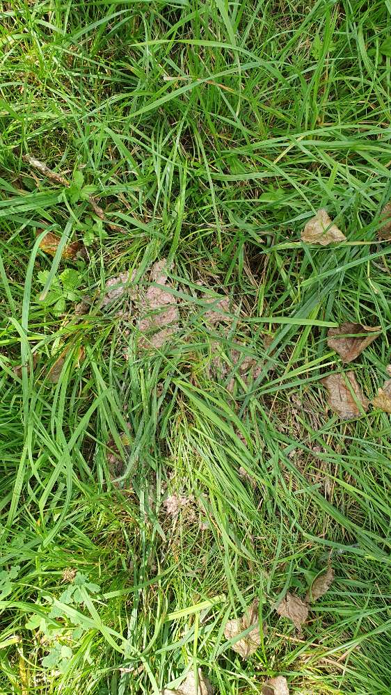 Giftköder-Giftköder direkt gegenüber Hundekoteimer-Profilbild