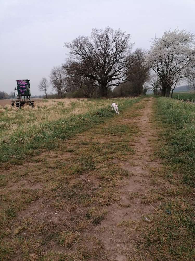 Hundetreffen-Spielen, lernen Spaß-Profilbild