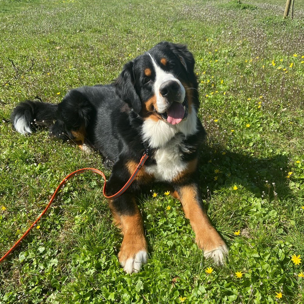 Hundetreffen-Geimeinsames Gassi gehen und Spielen-Profilbild