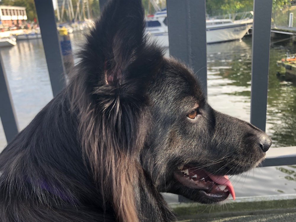 Hundetreffen-Positive Hundekontakte gesucht-Profilbild