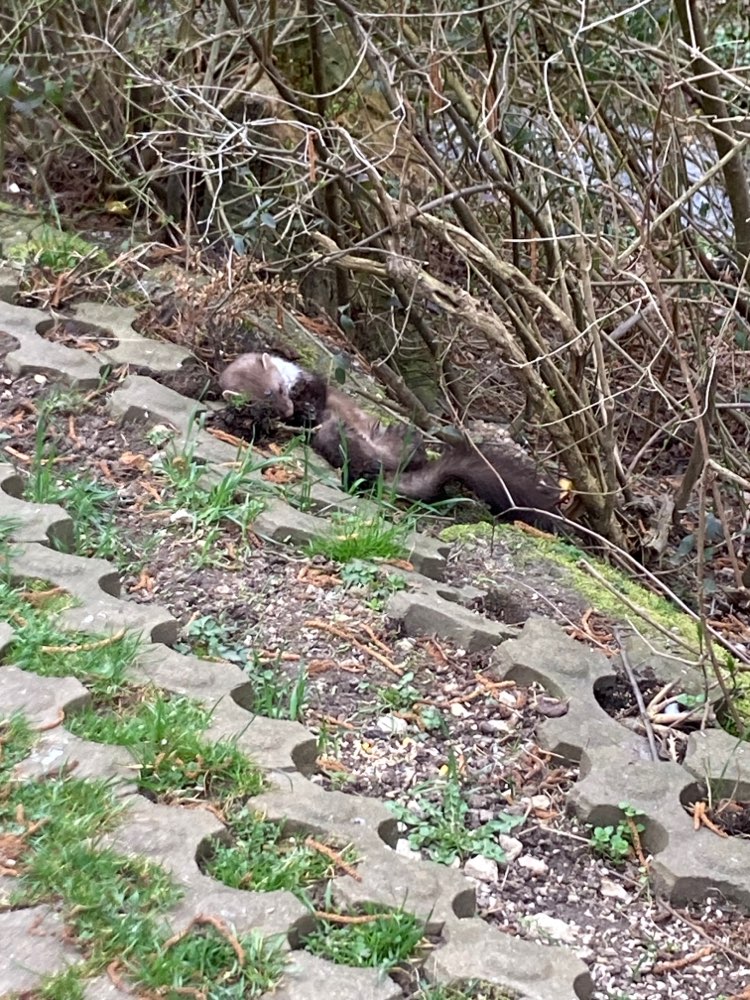 Giftköder-Totes Tier Nähe Kinderhaus NeuhäuserBach-Profilbild