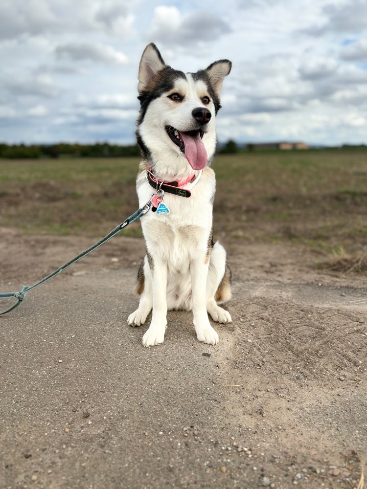 Hundetreffen-Gassirunde-Profilbild
