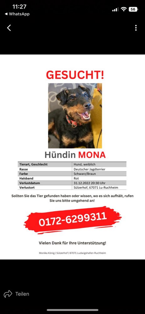 Giftköder-Freilaufender Hund ohne Besitzer-Profilbild