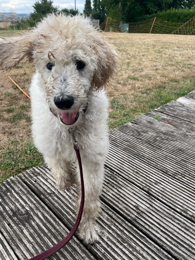 Hundetreffen-Welpen/Junghunde Kontakt-Profilbild