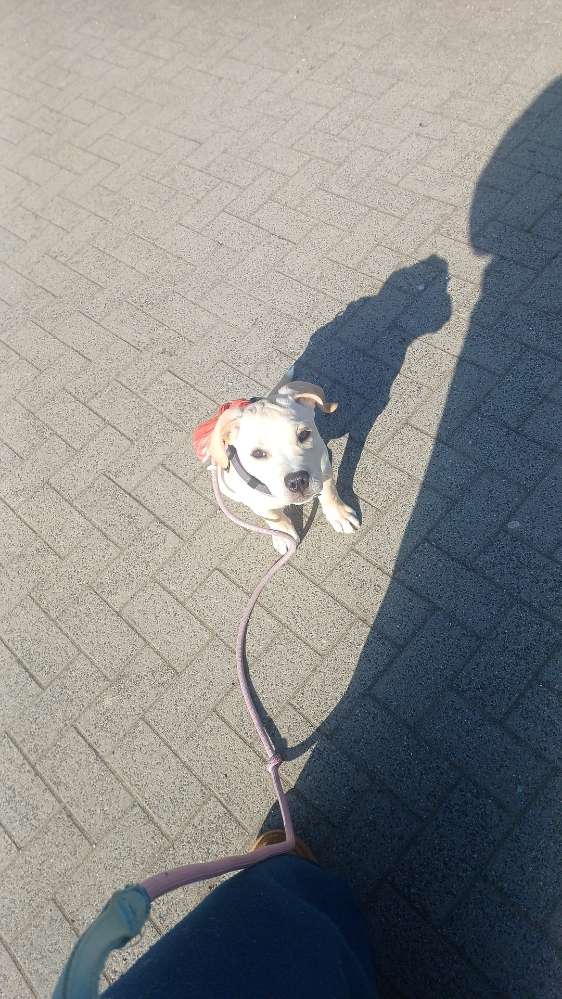 Hundetreffen-Spielparnter/in-Profilbild