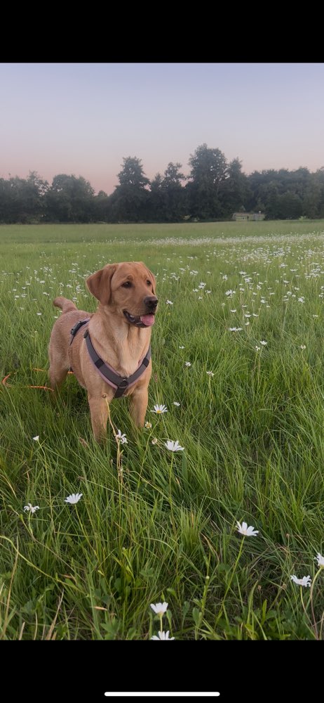 Hundetreffen-Bruchmühlbach-Miesau-Profilbild