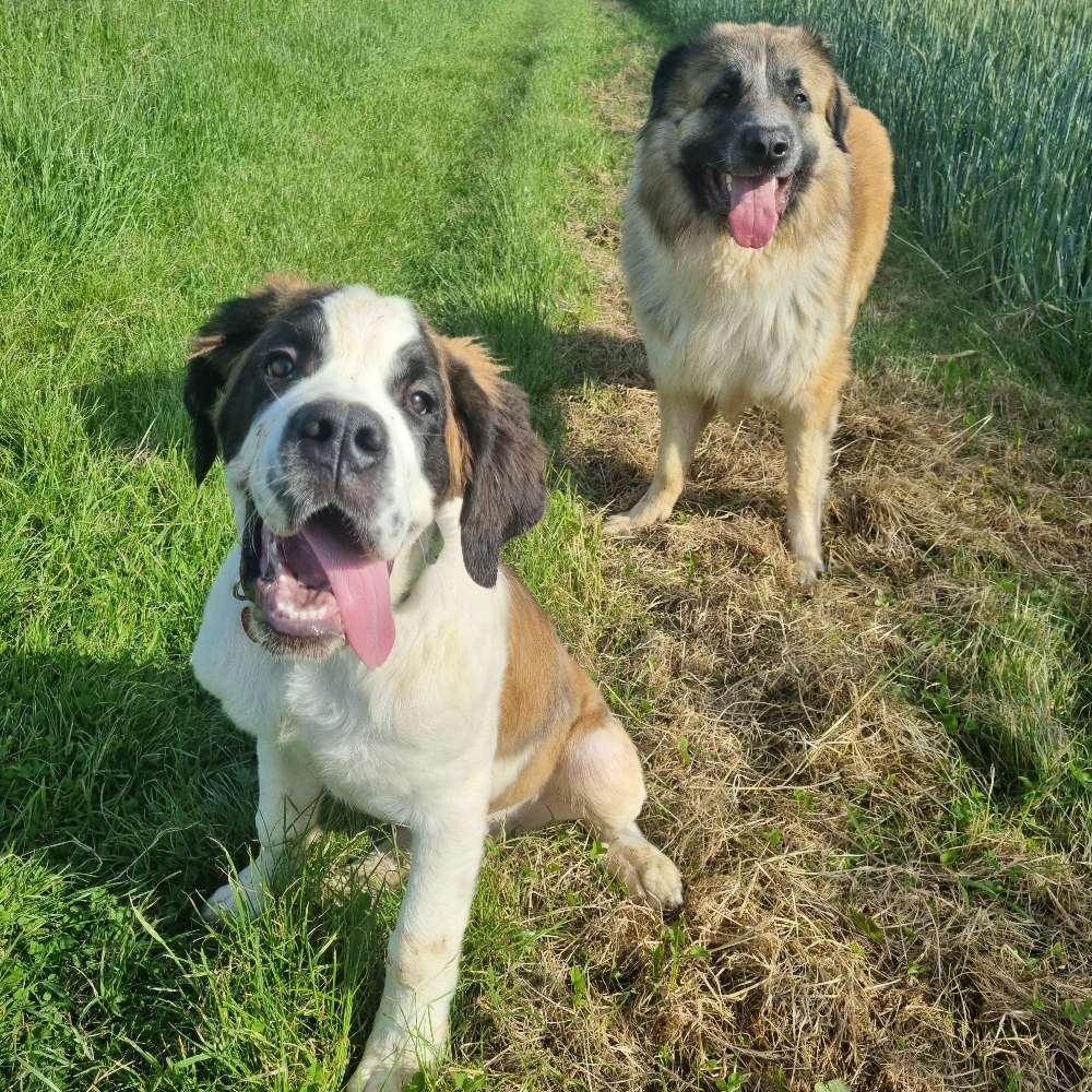 Hundetreffen-Welpen / Junghunde treffen / zusammen spazieren gehen-Profilbild