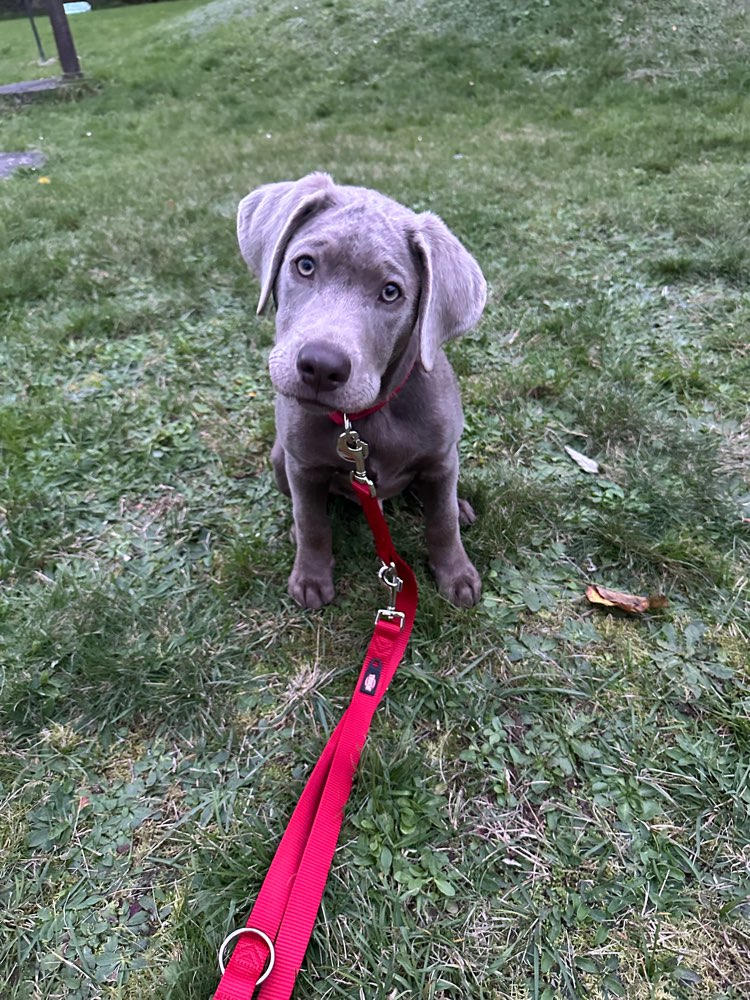 Hundetreffen-Spielen und Hundekontakt-Profilbild