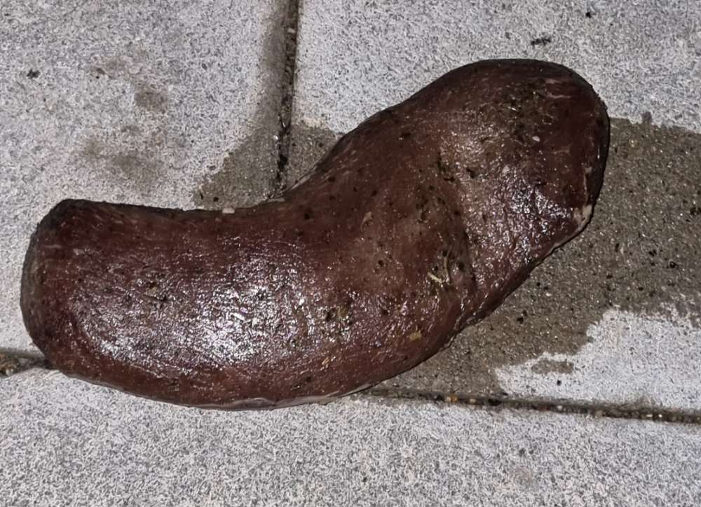 Giftköder-Rohes Fleisch-Profilbild