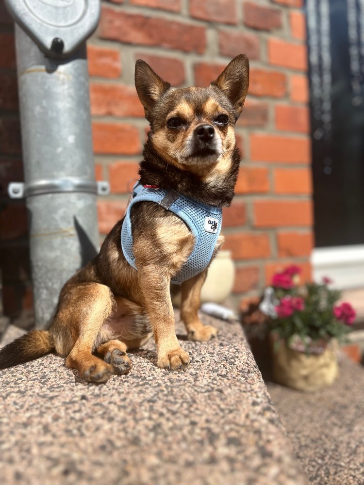 Hundetreffen-Kleine Hunderunde Dammaschwiesen-Profilbild