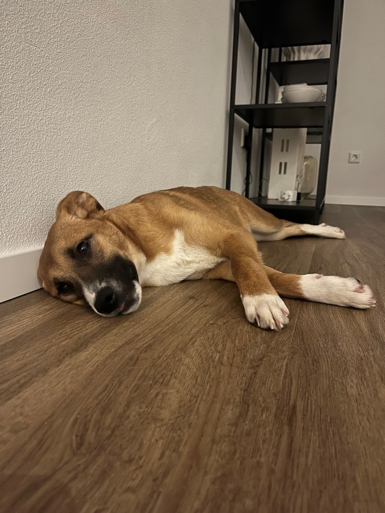 Hundetreffen-Gemeinsames Gassigehen-Profilbild