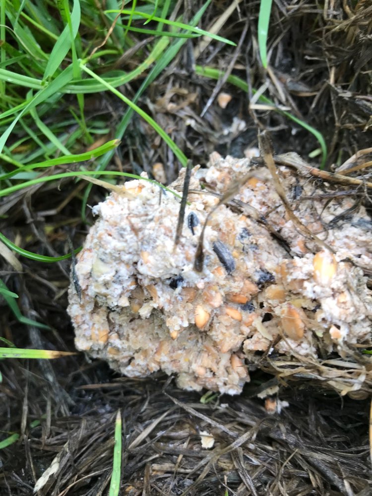 Giftköder-Möglicher Giftköder-Profilbild